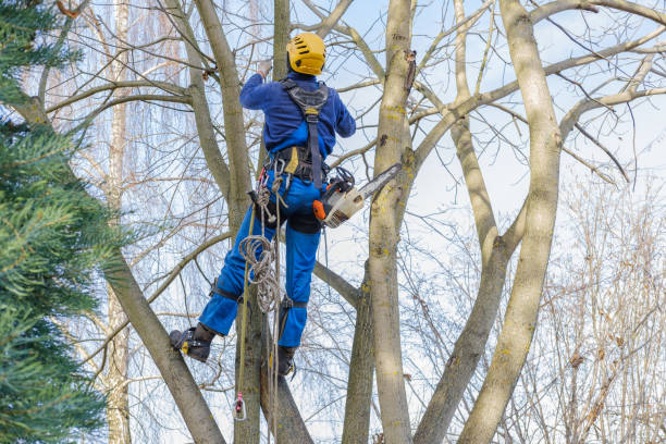 How Our Tree Care Process Works  in  Palmyra, NJ