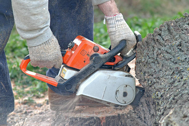 Lawn Renovation and Restoration in Palmyra, NJ