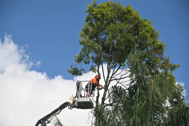 Palmyra, NJ Tree Care Company